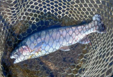 高原の管理釣り場で夏のトラウト ～平谷湖フ…